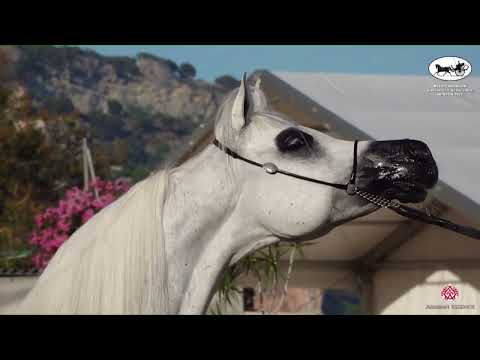 N 78 JUWANDA OS   Mediterranean and Arab Countries AHC   Menton 2022   Mares 9+ Years Old Class 5