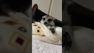 ちっこい恐竜。미어캣(meerkat)#shorts
