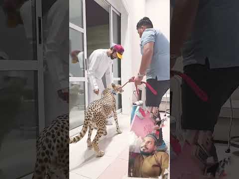 The Story of Shabnam and Shaka Love and Deceit #shorts #facts #cat #catman #catperson 🙏😄😁🫵