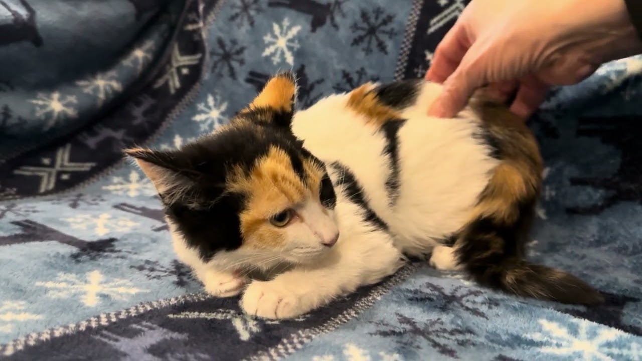 Enlarge Abby, a Adoptable Calico in Sunnyvale, CA video 2/6