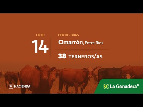 Lote Terneros/as en Cimaron