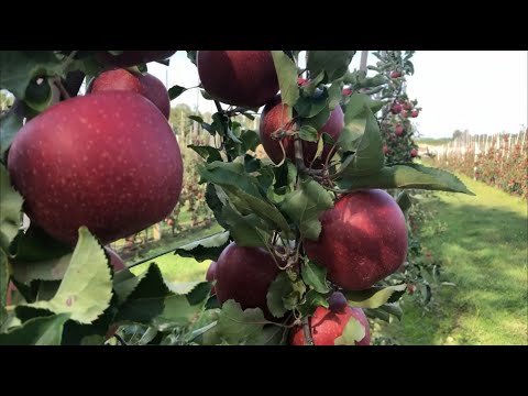 How to Make Millions of Apples From Planting to Harvesting #farming #apple
