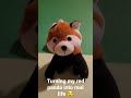 Wanna see my Red Panda into real life! 😉