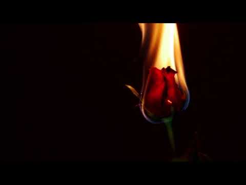 GAMBIT -  NIECZYSTOŚĆ  (#7GRZECHÓW)