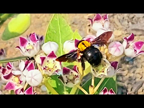 Carpenter Bee | Big Black Bee | Carpenter Bee At Flower | Bumblebee, Carpenter Bee And Pollination