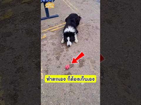 เจ้าสุนัขทำของเล่นชิ้นโปรดตกลงไปในน้ำ จึงต้องรับผิดชอบด้วยการลงไปเก็บเอง #dog #หมา #สุนัขแสนรู้