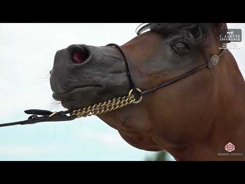 Prague 2023 Intercup   Class SSC