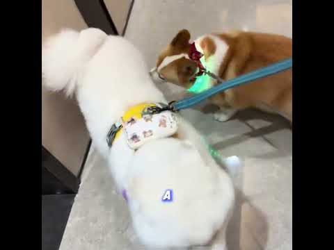 These Two Dogs Proved That Love Has No Words 🐶 #shorts