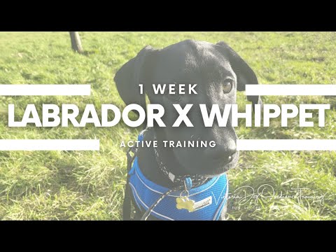 Victoria Dog Obedience Training video.