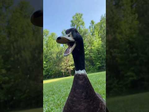 Duck Was Trying to Eat Fish 🐟 : 🦆 #shorts #duck #short