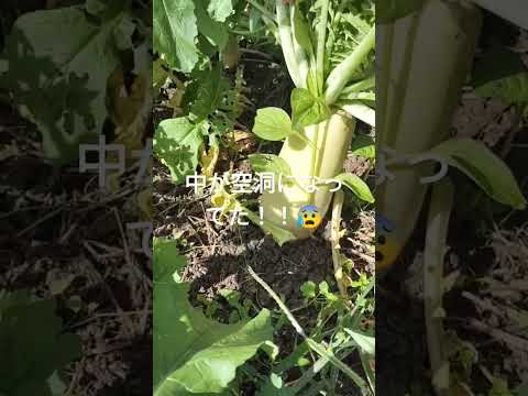 庭、鉢、温室に大根をいつどのように播種するのですか？  庭園