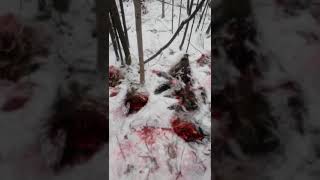 Как ловят диких кабанов в клетки