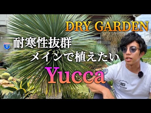 ディエルヴィラ、アメリカンタニウツギ 植物