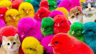 Tangkap ayam lucu ,ayam warna warni, bebek, angsa, ikan hias, ikan cupang, kelinci