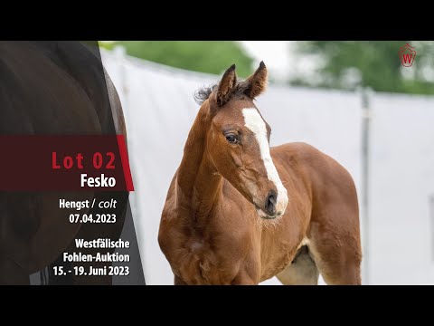 Fohlen-Auktion Lot 02 Fesko Hengst v. Fashion in Black NRW - Franziskus