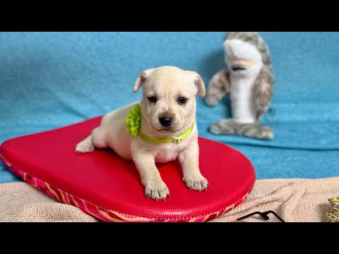 Dog for adoption - Sadie Rae Dixie, a Labrador Retriever &amp; Chihuahua Mix in Pittsburgh, PA ...