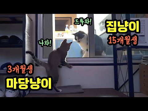 집냥이 vs 마당냥이, 누가 셀까?