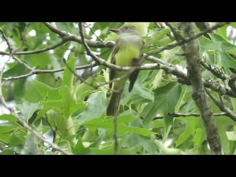 Postriežkar chochlatý (Myiarchus crinitus) — biotop a pohyb