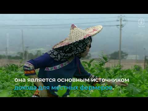 5 объекта чаеводства признаны ФАО в качестве систем ГИАХС