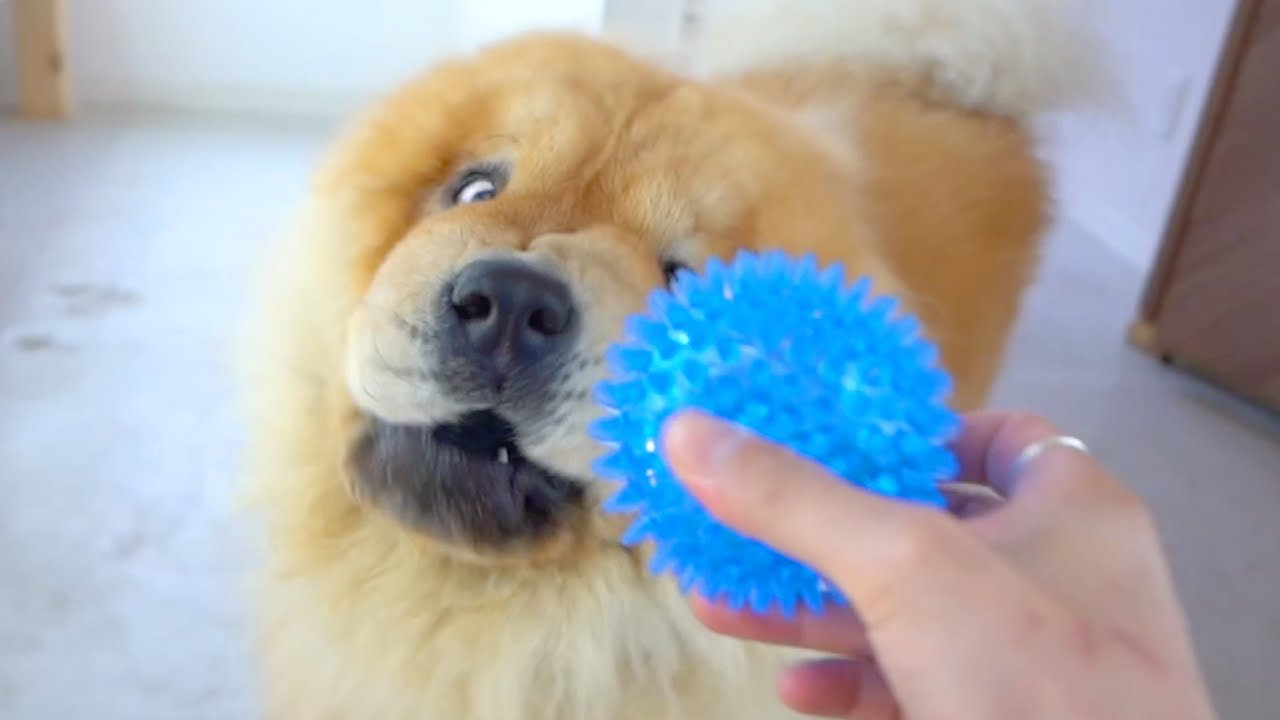 ボールの遊び方が独特すぎるチャウチャウ犬