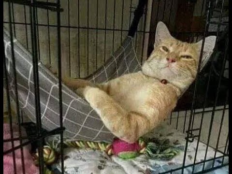 😸 Лучшие смешные видео с животными для поднятия настроения! 🐈 Улыбнитесь! 🐱