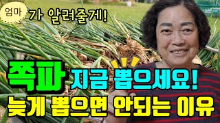 쪽파 심으셨다면 지금 뽑으세요!쪽파종자수확법 쪽파 종자 만들기/ 쪽파종자 보관방법/쪽파씨말리는방법