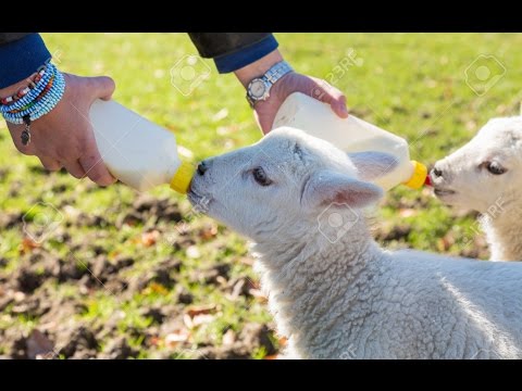 , title : 'Como criar a una oveja 🐑  recién  nacida huérfana1.1.'