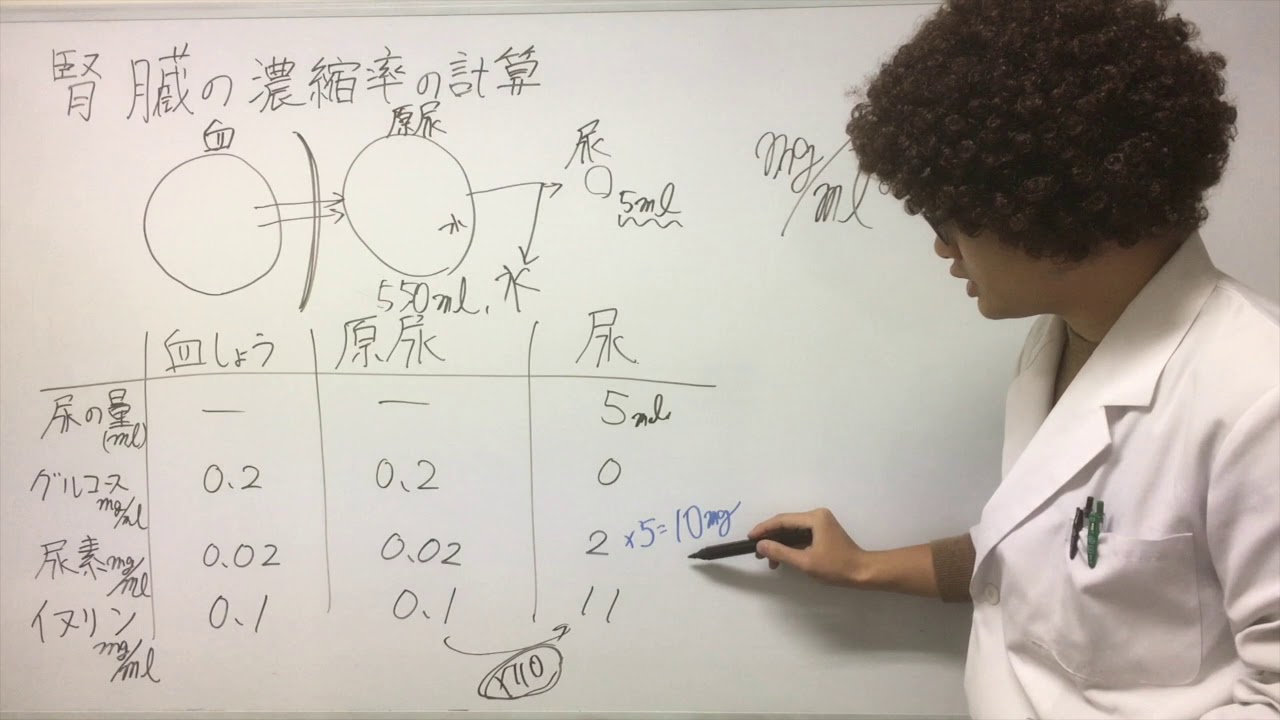 【生物基礎】腎臓の濃縮率の計算（イヌリンの計算）