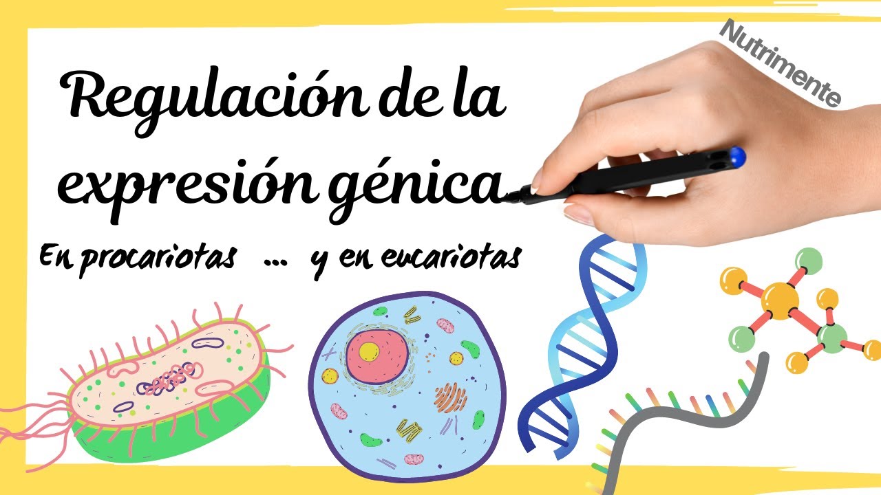 REGULACIÓN de la EXPRESIÓN GÉNICA en procariotas y eucariotas