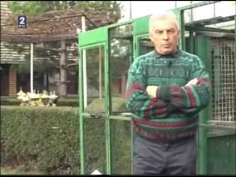 Micunovic Radovan "Moj ljubimac"