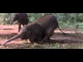 Животный мир. Пьянящее дерево в Африке 