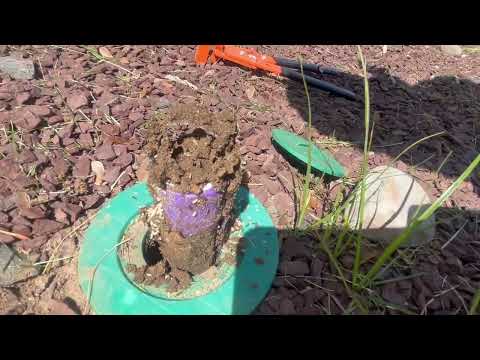 Ants Take Occupancy in Termite Bait Station in Plainsboro, NJ
