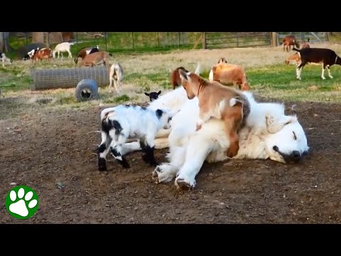 Baby Goats Jumping On Sleeping Great Pyrenees