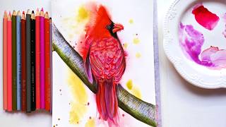Painting a Cardinal Bird with Watercolor and Pencils: quick Review of Arrtx Colored Pencils