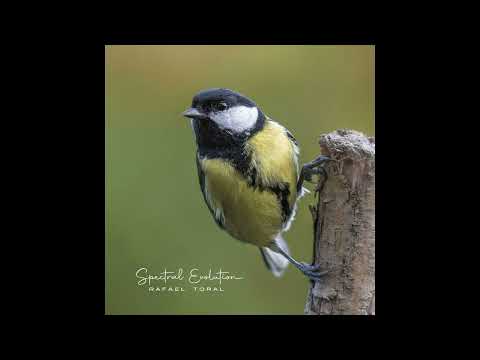 Rafael Toral - Spectral Evolution (2024)