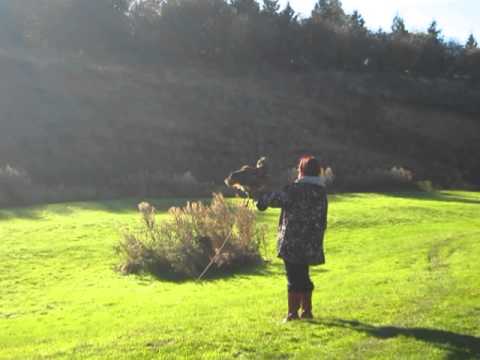 Falconry morning @ Greetham- Nicola & Eagle Owl