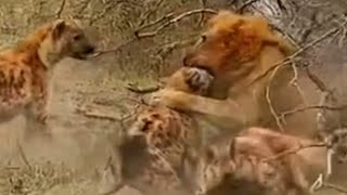 Lion attack Hyena, Hyena Clan saves him