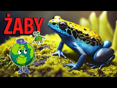 Jak powstaje ŻABA? Zobacz niesamowitą przemianę! Zwierzęta Dla Dzieci