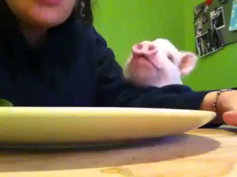Cute Vegetarian PET Pig eats Salad (Smarter than Dogs) Bacon Healthy Whole Food Organic Deli Tea Cup