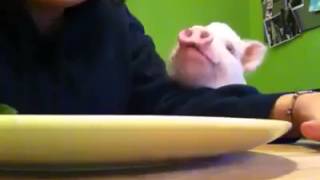 Cute Vegetarian PET Pig eats Salad (Smarter than Dogs) Bacon Healthy Whole Food Organic Deli Tea Cup