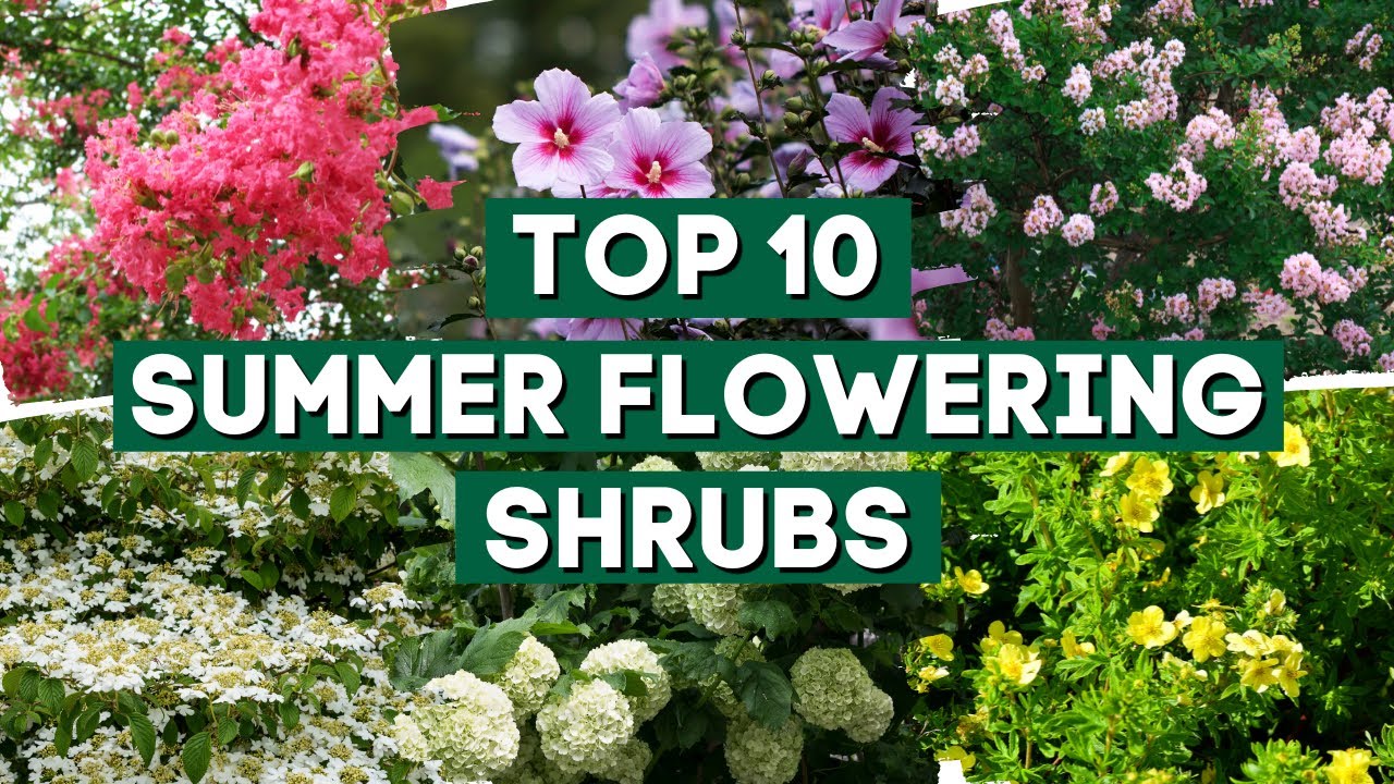 10 Favorite Summer Flowering Shrubs for Full Sun ☀️✨ // Sun-Loving Shrubs