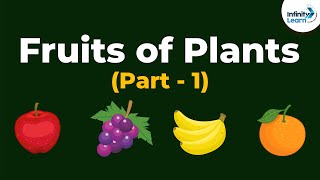 Types of Fruits of Plants | Morphology of Flowering Plants | Don't Memorise