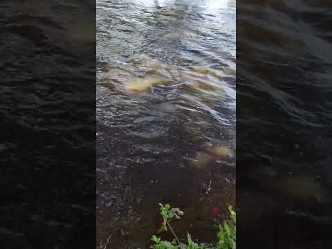 Alevin de Coporos 🐟🎣🎣🎣🇻🇪🔥💙 #biruaca #apure #fishing #pesca #fish #video #youtube #llanos #venezuela