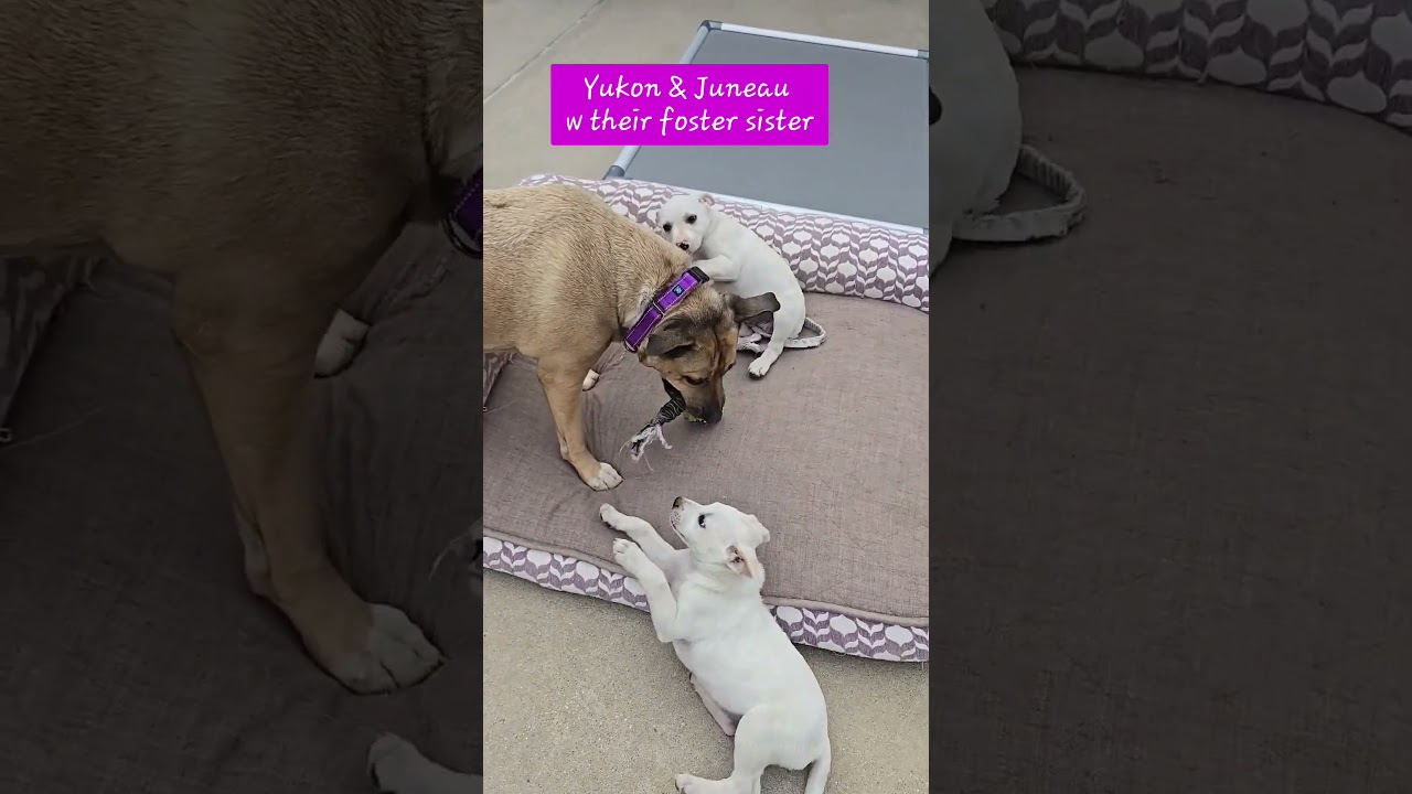 Yukon, a Adoptable mixed breed in Evergreen, CO video 4/6