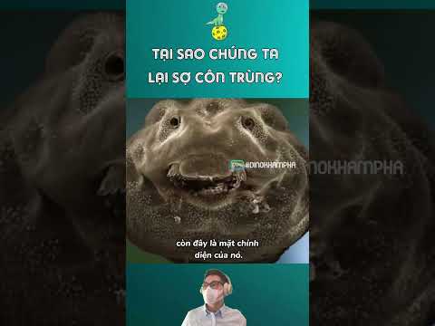 Tại Sao Chúng Ta Lại Sợ Côn Trùng? 😱🕷️ #kienthuc #socontrung #shorts