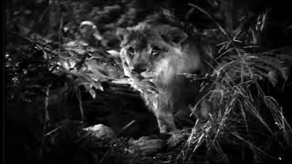 Jungle Bride (1933) - Trailer