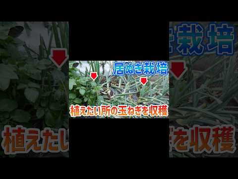 なぜニンニクを植物に入れると屋内屋外の庭に効果があるのか