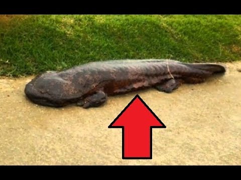 image-What do salamanders need in their habitat?