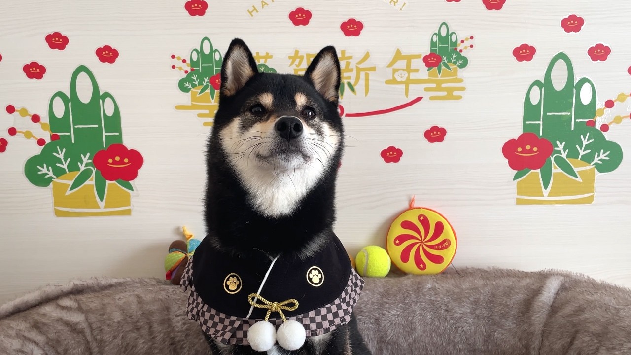 新年を迎えた豆柴のおみくじの結果が想定外でした