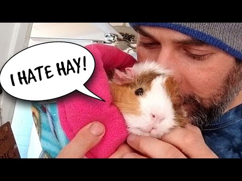 YouTube video about: What happens if guinea pigs don't eat hay?